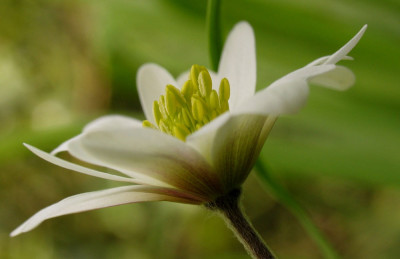 Anemone_blanda_3f.jpg