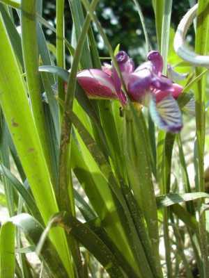 unbek._Iris_1.jpg