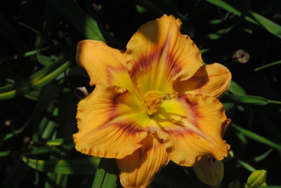 o3 o7 15 058.jpg