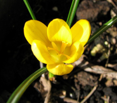 Crocus-29.03.06_003.jpg