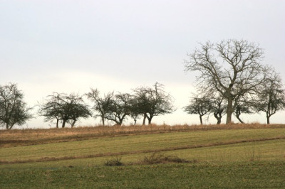 Obstbaumlandschaft.jpg