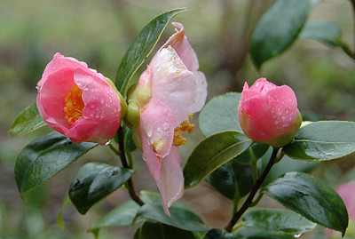 DSC_0040_C-Hatsuwarai.jpg