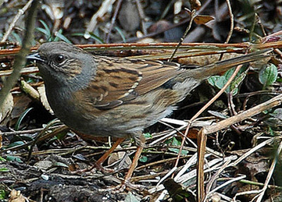 DSC_0012_Heckenbraunelle.jpg