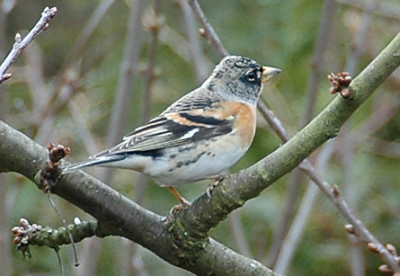 DSC_0093_Bergfink_2.jpg