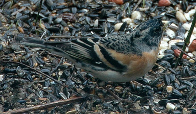 DSC_0116_Bergfink3.jpg