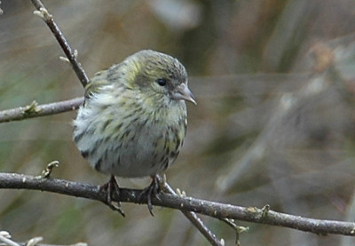 DSC_0028_Erlenzeisig.jpg