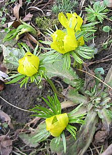 Eranthis_welche.jpg