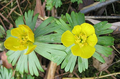Eranthis_hyemalis_Fars.jpg