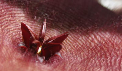 Stapelia_grandiflora_f.jpg