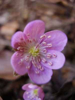 hepatica_06_01.jpg