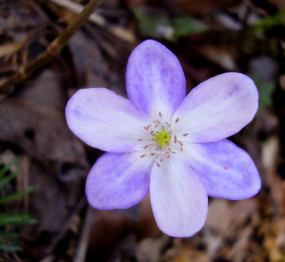 hepatica_06_2.jpg