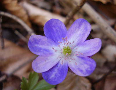 hepatica_06_3.jpg