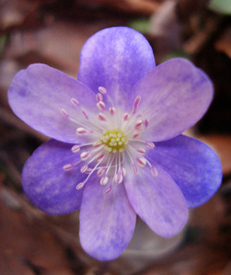 hepatica_06_4.jpg