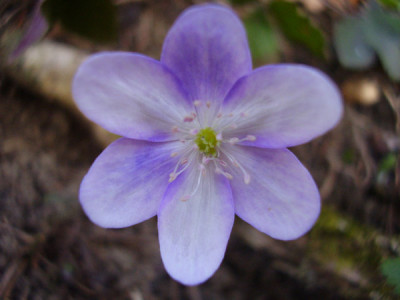 hepatica_06_5.jpg
