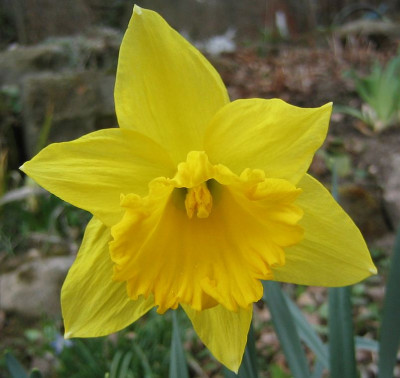 Osterglocke_20060401.jpg