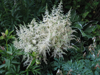 Astilbe Ellie (Kopie).jpg