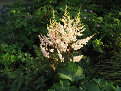 Astilbe Bronzelaub Abendlicht (Kopie).jpg