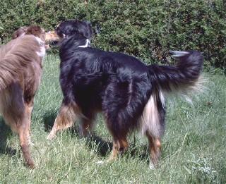 Web_Gizmo-Bailey-008.jpg