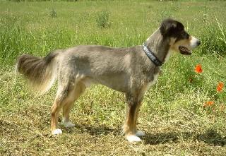 Web_Gizmo-105.jpg