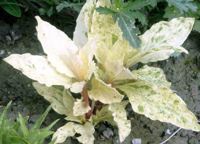 Phytolvar.jpg