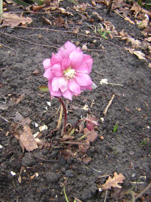 der_Garten_26._Marz_2006_004.jpg