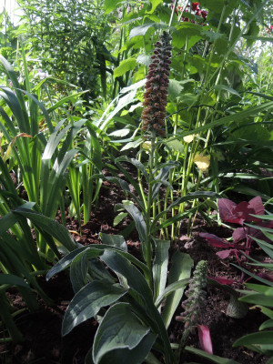 D.parviflora.JPG