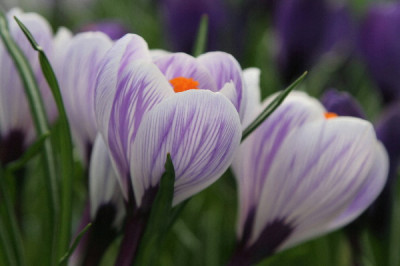 Crocus-Marz-06-03.jpg