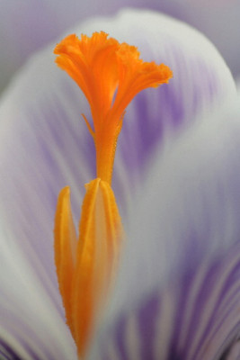 Crocus-Marz-06-04.jpg