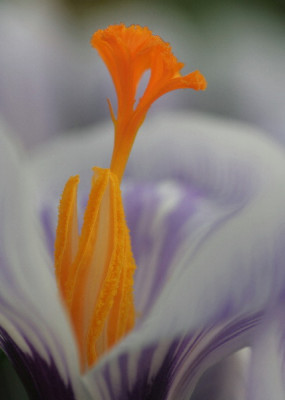 Crocus-Marz-06-05.jpg