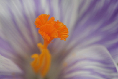Crocus-Marz-06-06.jpg