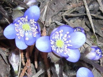 Hepatica-2-060401.jpg