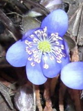 Hepatica-3-060401.jpg