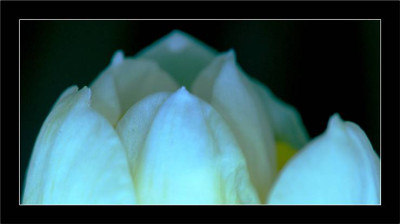 Narcissus_2_01-04-2006.jpg
