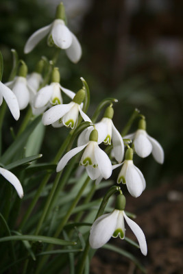 Schneeglockchen-1.jpg