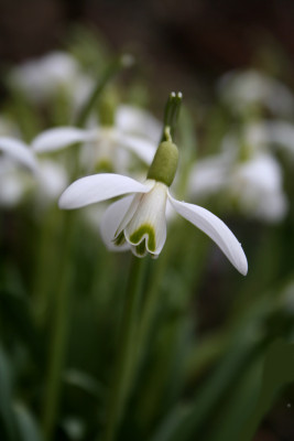 Schneeglockchen-2.jpg