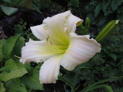 IMG_7826_radiant moonbeam.JPG