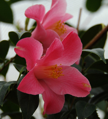 Coral-Bouquet.jpg