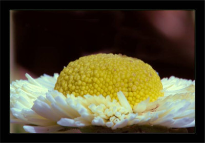 Bellis_1_01-04-2006.jpg
