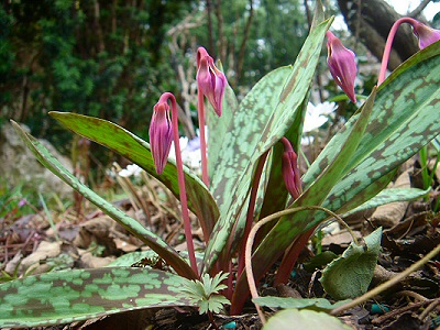 Erythronium.jpg