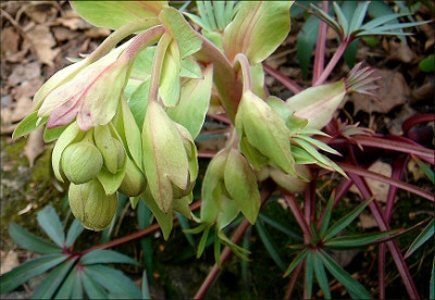 Helleborus_foetidus_Samling.jpg