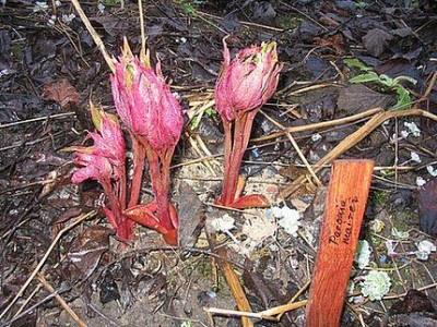 Paeonia_mairei_fars.jpg