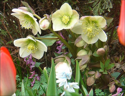Helleborus_x_ericsmithii_Silvermoon.jpg