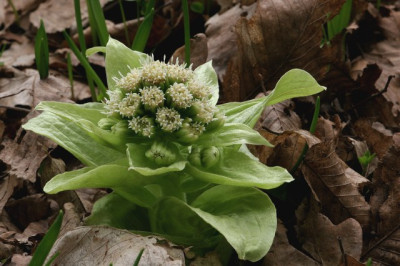 Blumenkohl.jpg
