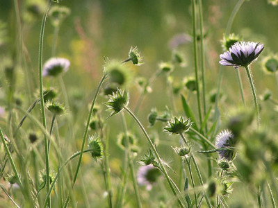 knautia_wiese.jpg