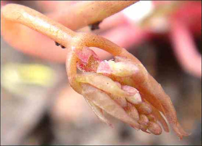 Epimedium_stellulatum_Wudang_Star.jpg
