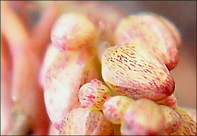 Epimedium_omeiense_Emei_Shan.jpg