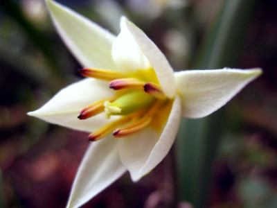 TulipaBot.jpg
