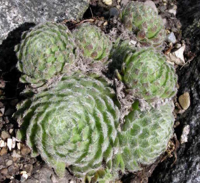 Sempervivum_ciliosum_var._borisii_2006-04-0.JPG