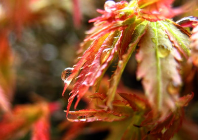 Acer_palmatum_diss..jpg