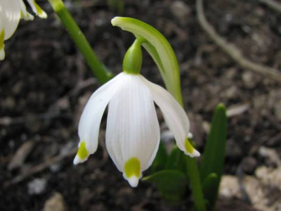 leucojum_wildfund.jpg